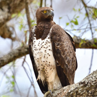 Martial Eagle